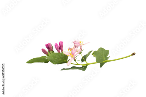 Flowers of Tatar honeysuckle, lat. Lonicera tatarica, isolated on white background. Close-up. Summer view. photo