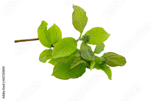 a branch of the Cornus alba shrub with green leaves and unopened flower buds, isolated on a white background. Close-up. Spring view. photo