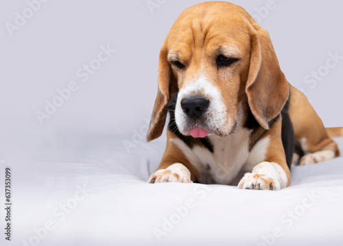 funny offended beagle dog with his tongue hanging out lies on a sheet on the bed