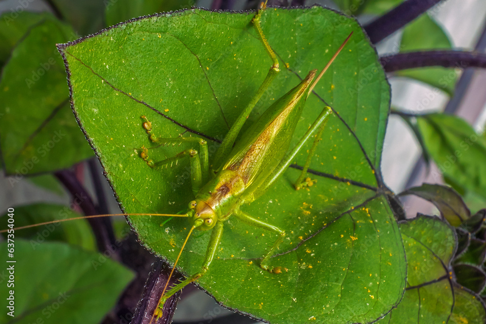 A six-legged grasshopper sits on a sunflower leaf on a summer day A six-legged grasshopper sits on a sunflower leaf on a summer day