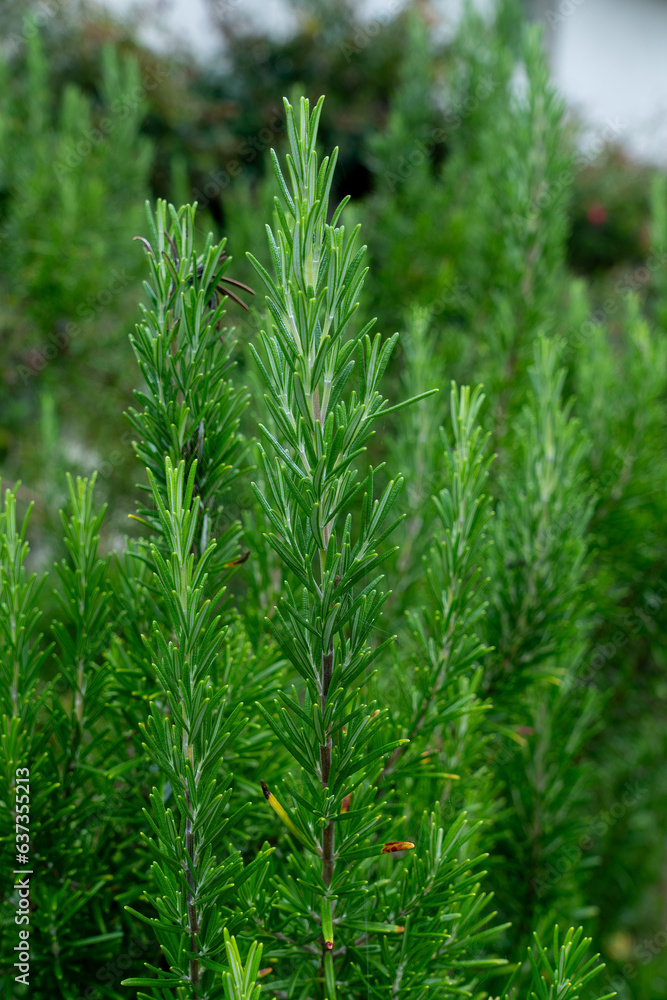A large green rosemary bush in a garden outdoors. Selective focus. A large green rosemary bush in a garden outdoors. Selective focus.