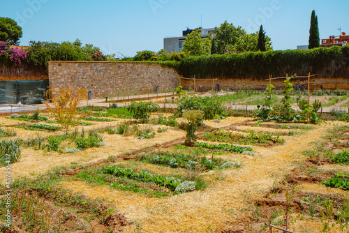 Canvas Print a urban vegetable garden in Barcelona, Spain