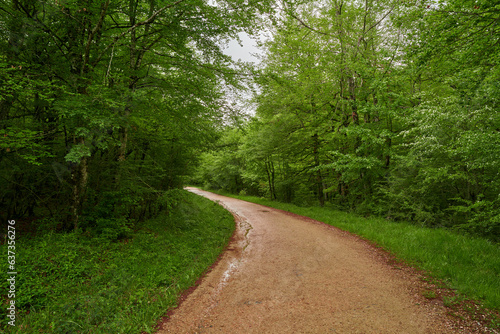 Dirt road through lush green forest on cloudy day