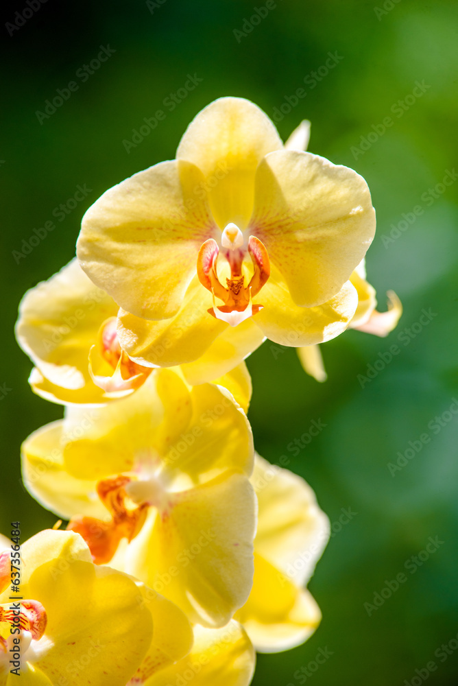 yellow Orchid branch on green natural background
yellow Orchid branch on green natural background