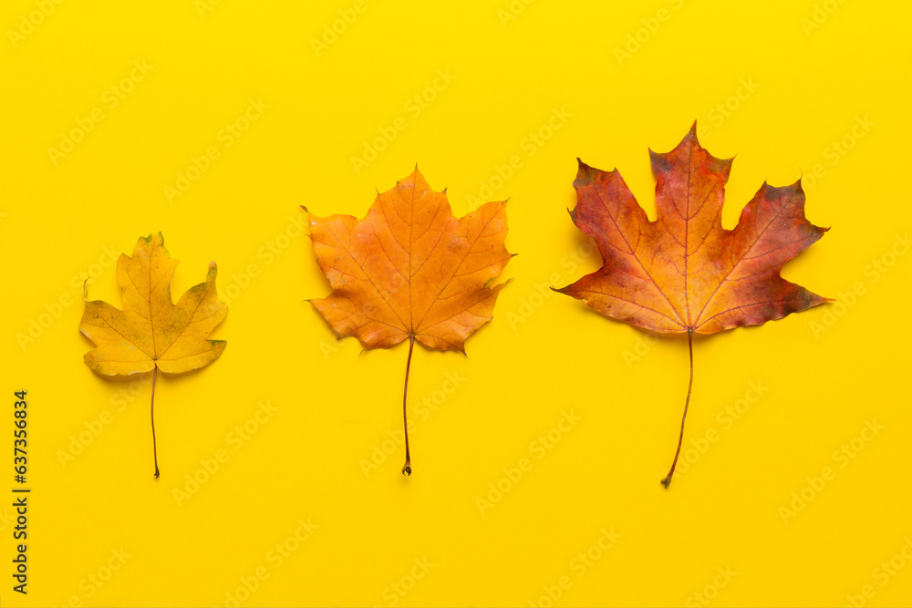 Fototapeta premium Autumn composition. Pattern made of dried leaves and other design accessories on table. Flat lay, top view