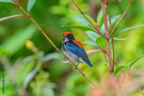 Scarlet-backed Flowerpecker 朱背啄花鸟
