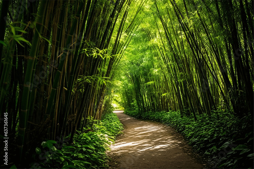 Beautiful bamboo forest at Arashiyama  Kyoto  Japan