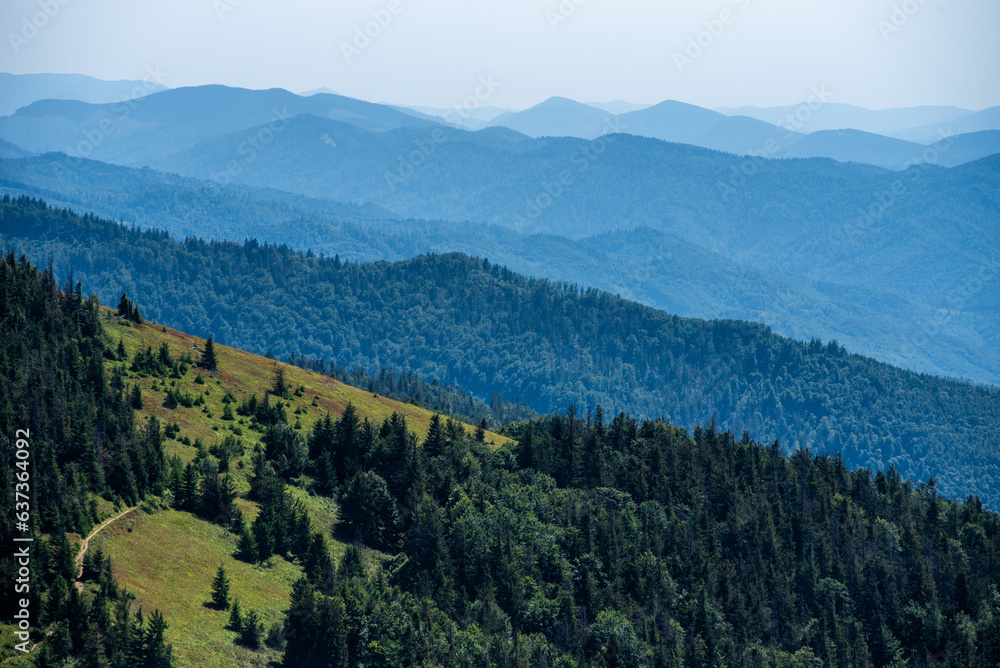 Coniferous forest in the summer mountains