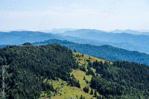 Coniferous forest in the summer mountains © alipko