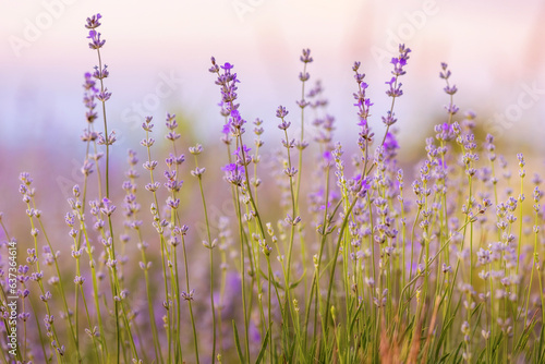 Lavender purple flowers close-up on sky background, summer field © Nataliya