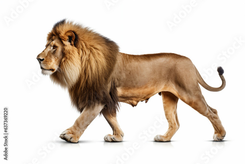 a lion walking across a white surface