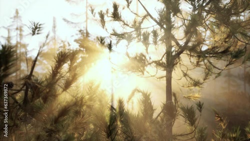 Wallpaper Mural Sunbeams streaming through the pine trees Torontodigital.ca