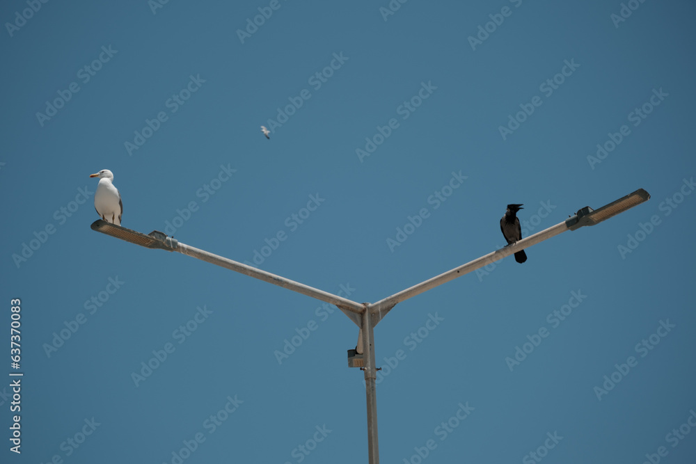 Urban Wildlife Photography of Crow and Seagull on Street Light Pole Urban Wildlife Photography of Crow and Seagull on Street Light Pole