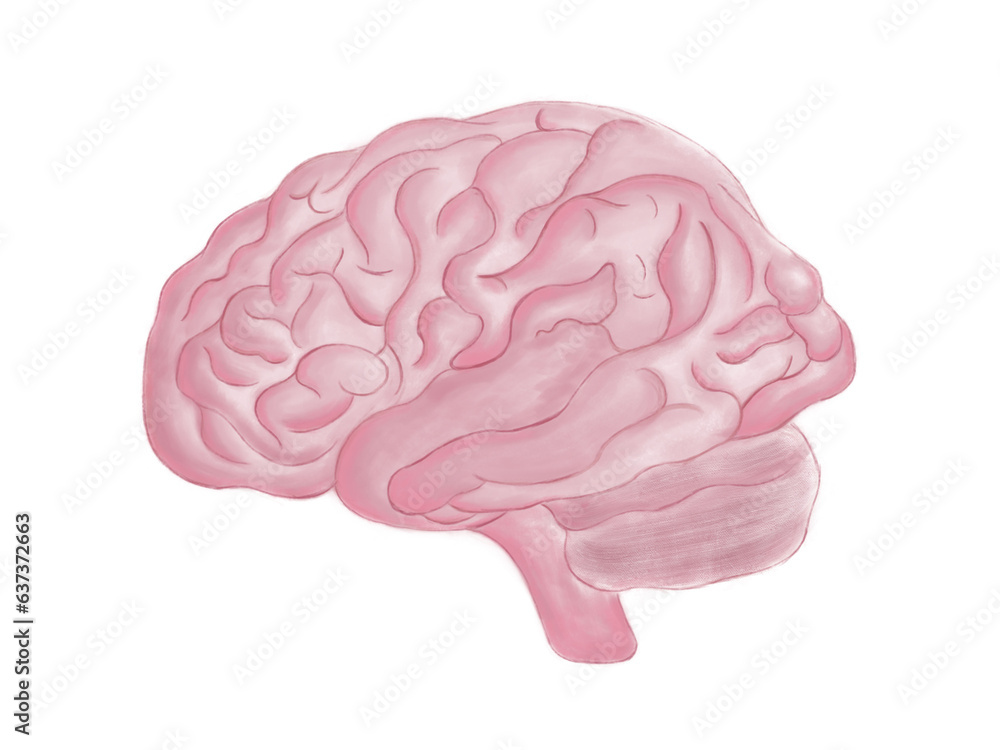 Cartoon Illustration of a Brain for Science Medical Education. Cartoon Illustration of a Brain for Science Medical Education.