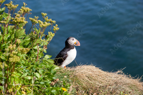 atlantic puffin or common puffin photo