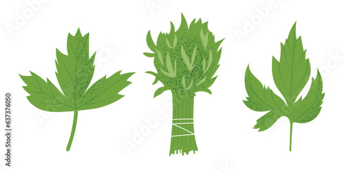 Parsley plant, leaves and bunch, hand drawn vector illustration in flat design