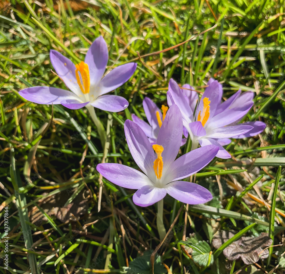 cluster of purple crocus flowers cluster of purple crocus flowers