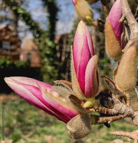 magnolia flower bud in spring