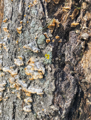 bark of a tree with fungi