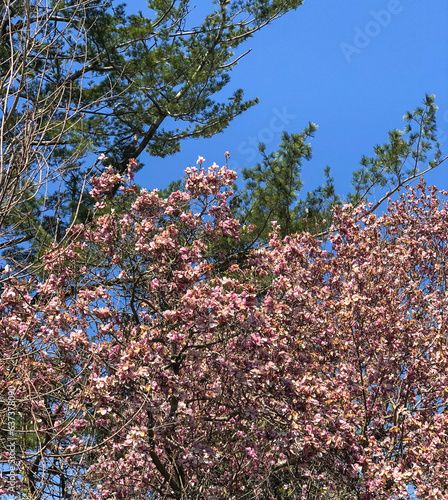 magnolia tree in early spring