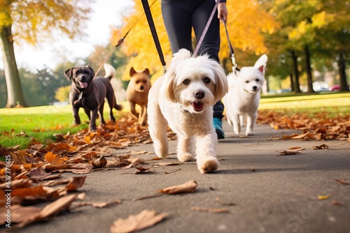 Professional Dog Walkers. Dog Walking Business, Services. Professional dog walker, pet sitter walking with different breed and rescue dogs on leash at city park