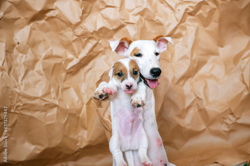Φωτογραφία newborn Jack russel puppy dog with dog mother on brown paper on background in an