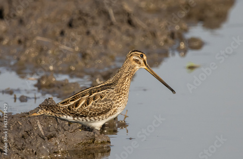 Pintail Snipe on the ground animal portrait. photo