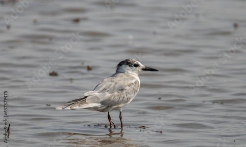 Whiskered Tern on the ground animal portrait.