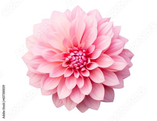 Beautiful and photorealistic, pink flower blossom on transparent background. Bloom, plant. PNG. Close-up view. Cut out element. Generative AI. © Kassiopeia 