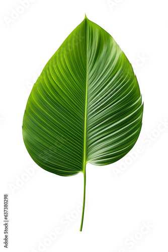 Beautiful and photorealistic leaf on transparent background. Close-up view. Part of plant. Cut out graphic design element as PNG. Generative AI