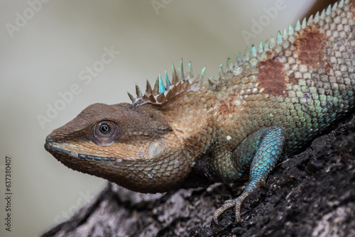 Siamese blue crested lizard on tree close up shot.