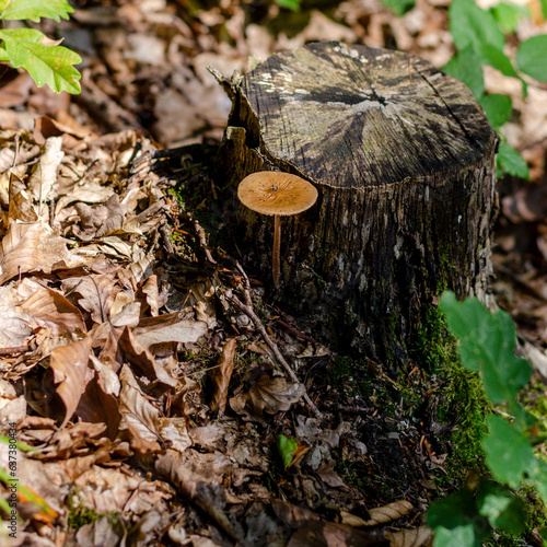 Mushrooms or fungus in the forest of Germany close-up photo