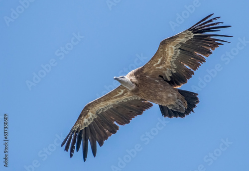 Griffon vulture in flight against blue sky, Italian alps. Gyps fulvus.