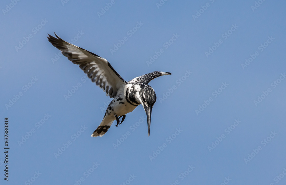 Obraz premium Pied Kingfisher bird in flight.