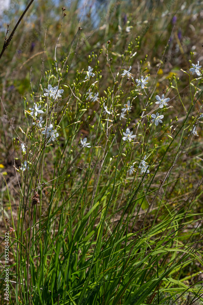 Fragile white and yellow flowers of Anthericum ramosum, star-shaped, growing in a meadow in the wild, blurred green background, warm colors, bright and sunny summer day Fragile white and yellow flowers of Anthericum ramosum, star-shaped, growing in a meadow in the wild, blurred green background, warm colors, bright and sunny summer day
