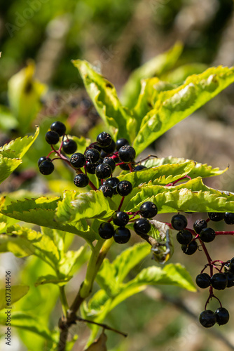 Sambucus nigra is a poisonous plant that can also be used medicinally photo