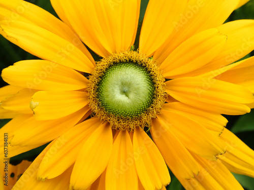 Yellow flowers in the sunshine