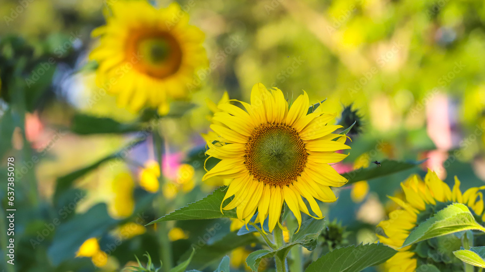 Fototapeta premium Sunflower flower amidst sunflower plantation.