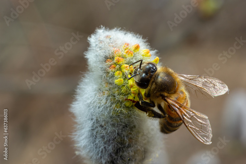 bee collects pollen on a yellow spring flower. willow branch with yellow spring flowers. delicate willow flowers in spring. Active work of bees to collect pollen. lot of pollen and nectar. close-up