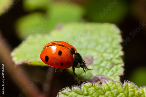 Closeup on the colorful seven-spot ladybird, Coccinella septempunctata on a green leaf in the garden