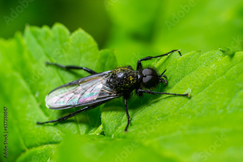 Bibio marci is a fly from the family Bibionidae called March flies and lovebugs. Larvae of this insects live in soil and damaged plant roots