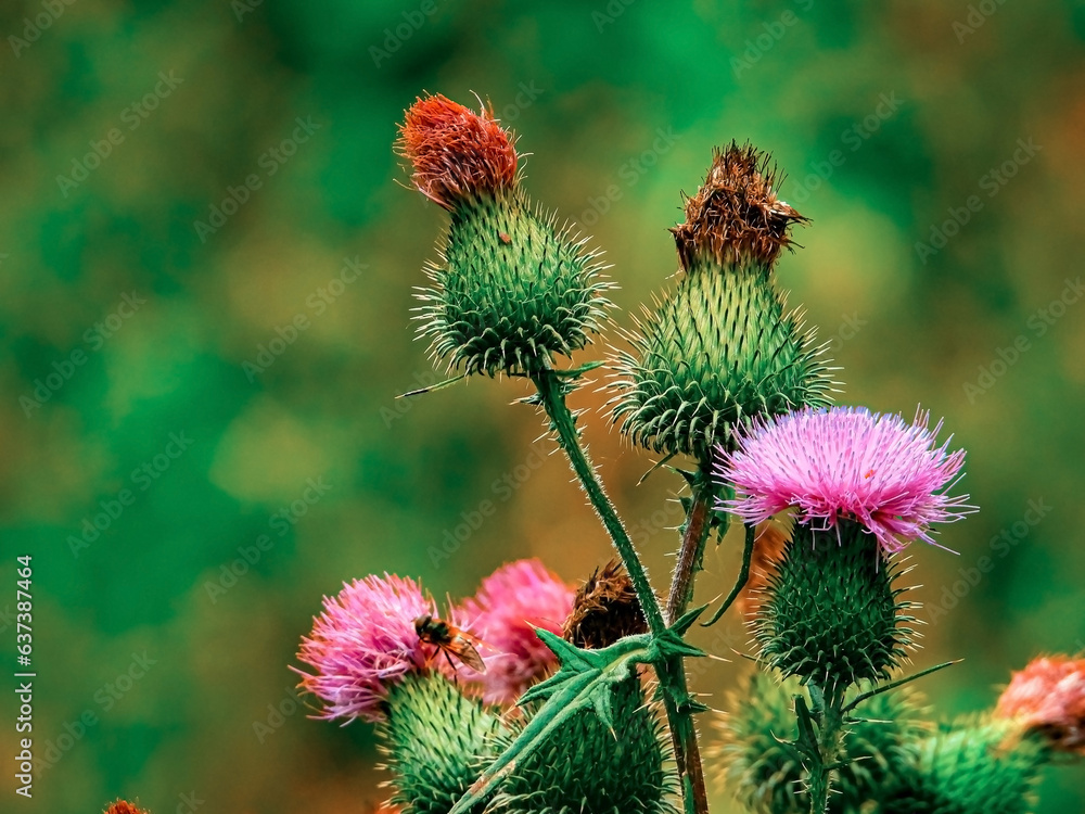 Beautiful background for the desktop with a blossoming milk thistle Beautiful background for the desktop with a blossoming milk thistle