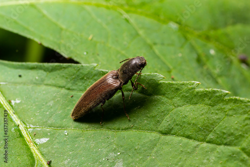 Closeup on a brown hairy clicking beetle, Athous haemorrhoidalis, sitting on a green leaf in the forrest