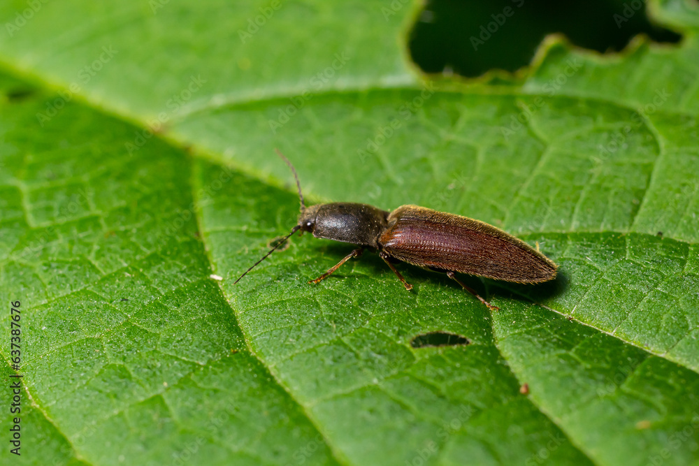 Closeup on a brown hairy clicking beetle, Athous haemorrhoidalis, sitting on a green leaf in the forrest Closeup on a brown hairy clicking beetle, Athous haemorrhoidalis, sitting on a green leaf in the forrest