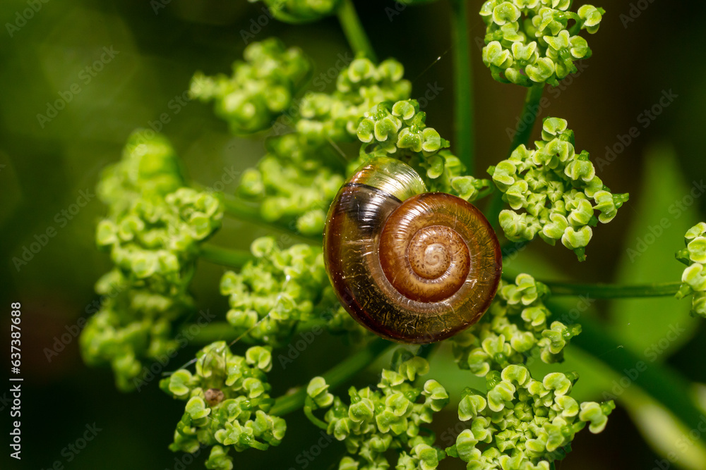 Oxychilus alliarius , commonly known as the garlic snail or garlic glass-snail Oxychilus alliarius , commonly known as the garlic snail or garlic glass-snail
