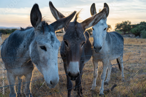 ray Donkeys with White Noses and Black Manes Behind a Wire Fence