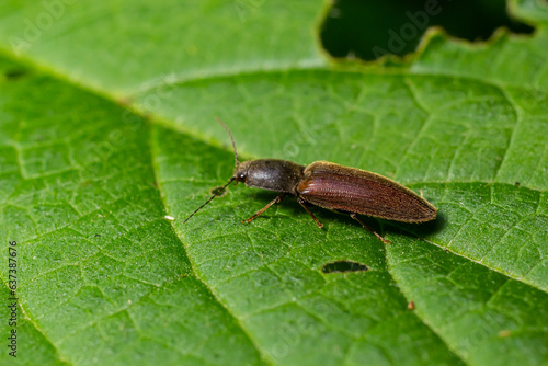Closeup on a brown hairy clicking beetle, Athous haemorrhoidalis, sitting on a green leaf in the forrest © Oleh Marchak