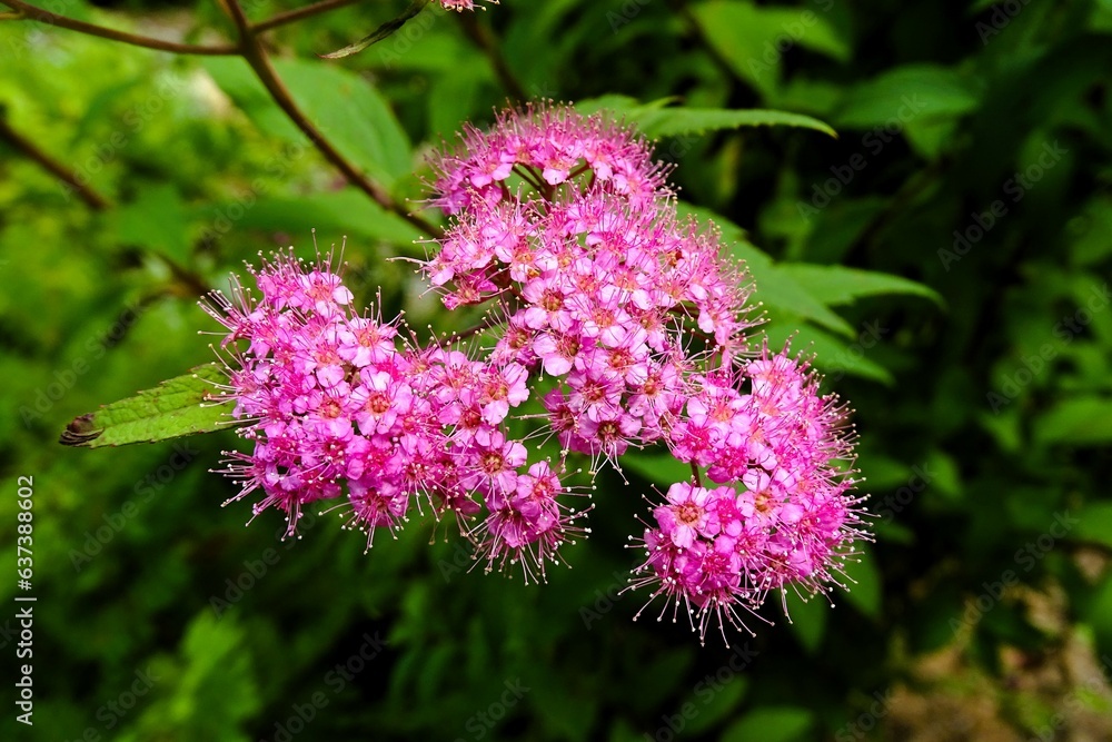 fleure fleure