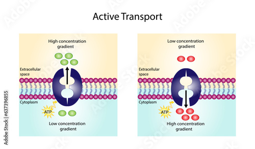 Active transport across the cell membrane. Substance movement against concentration gradient requires energy, ATP. membrane transporters. Vector illustration.	
