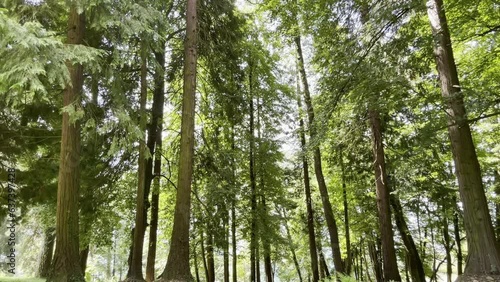 The wind moves gently through trees in the hills of Southern Austria - still nature camera 